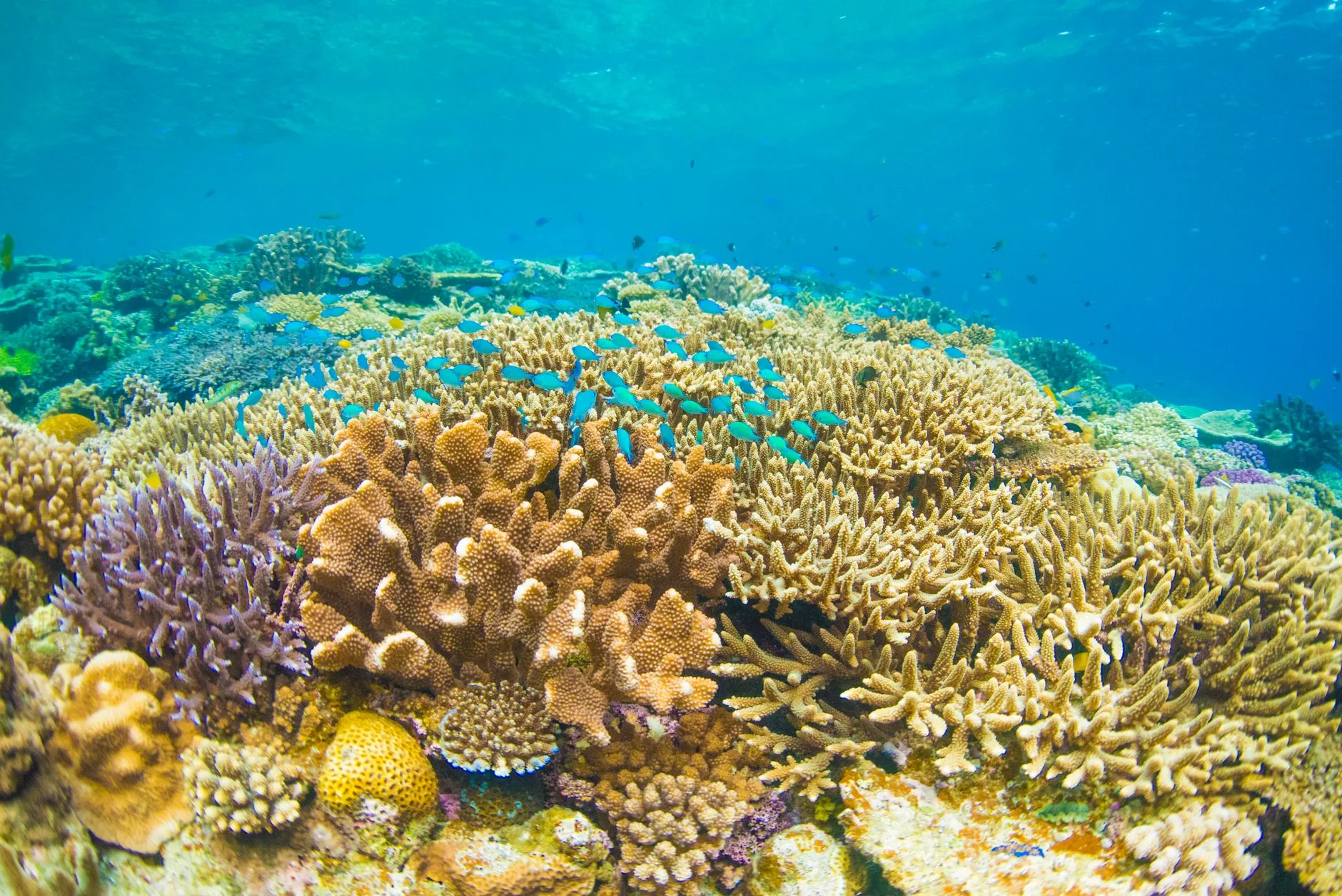 Plongée et snorkeling : les richesses sous-marines du nord