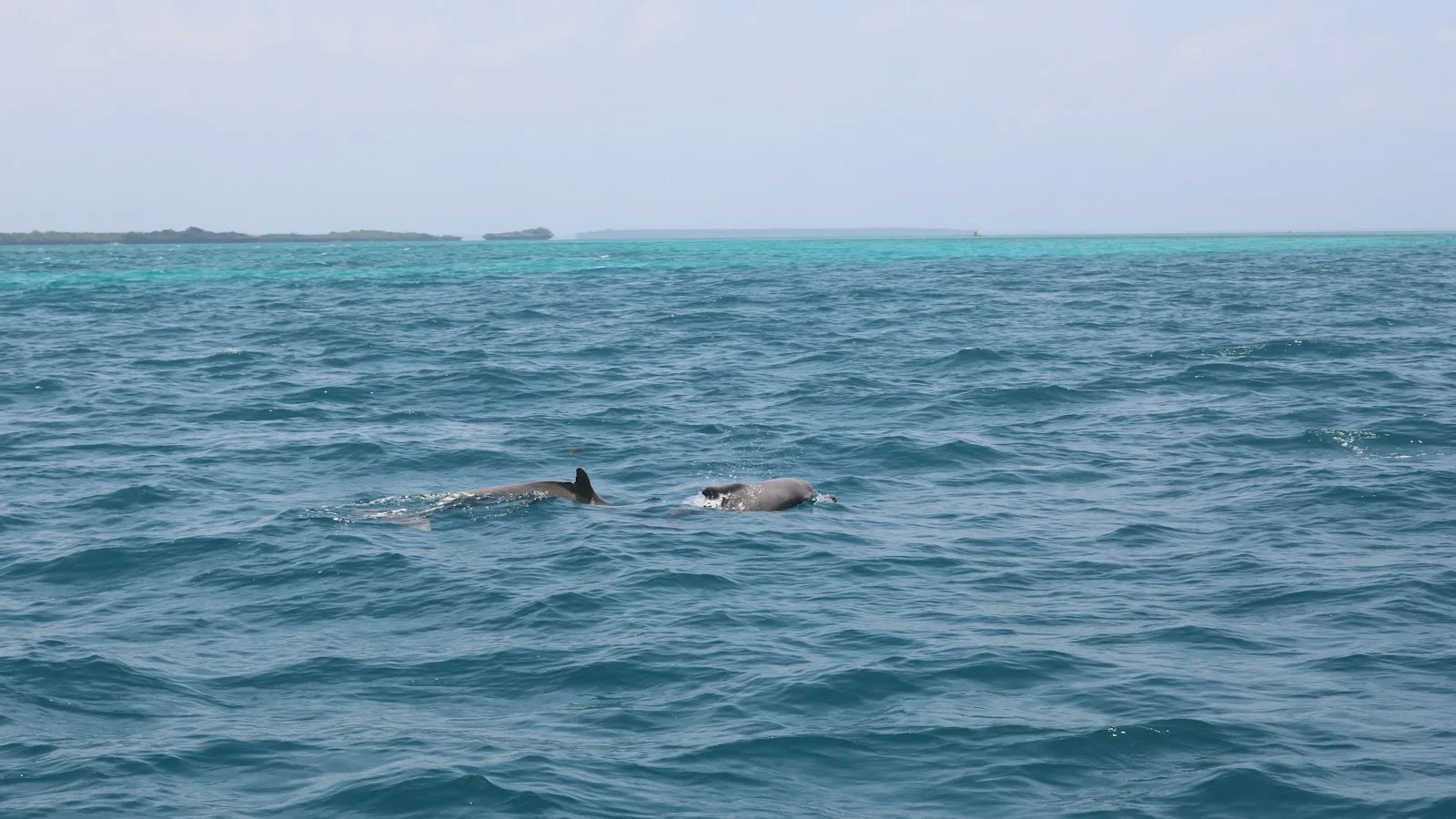 Dos de dauphins émergeant de l'eau turquoise au large de Kizimkazi, Zanzibar