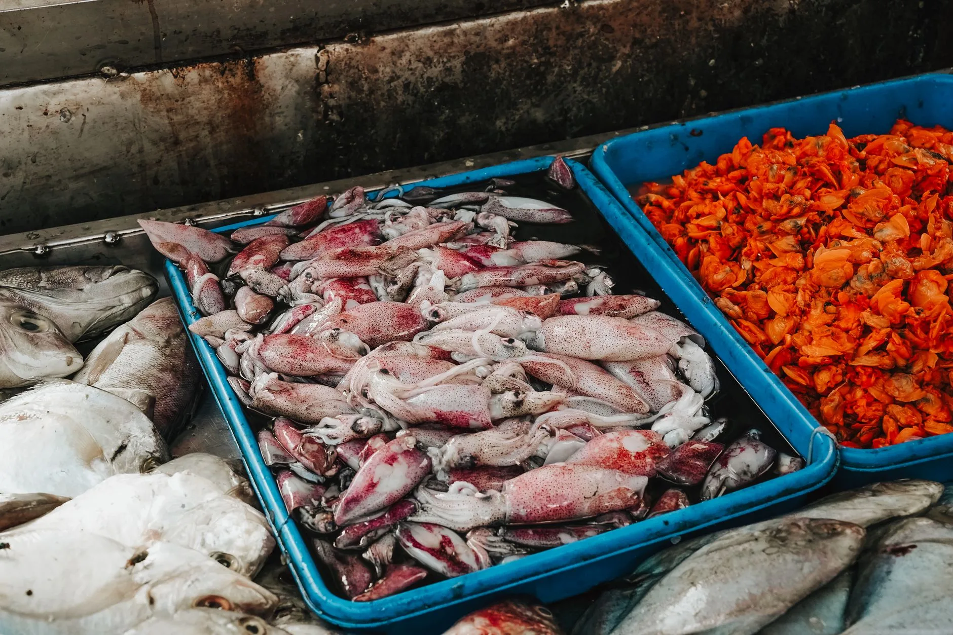 Les espèces incontournables de l'Océan Indien à Zanzibar