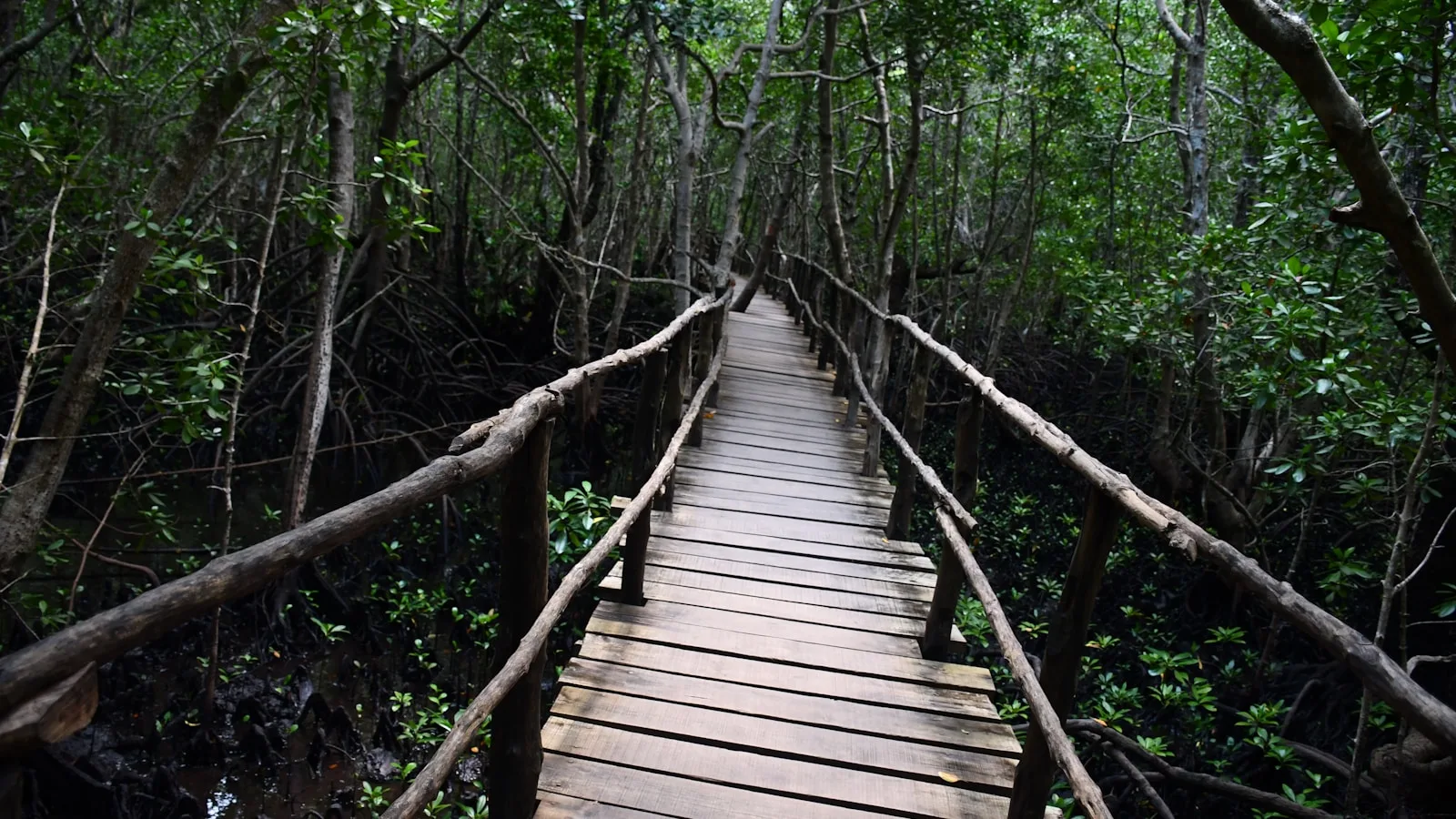 Jozani, le seul parc national de Zanzibar
