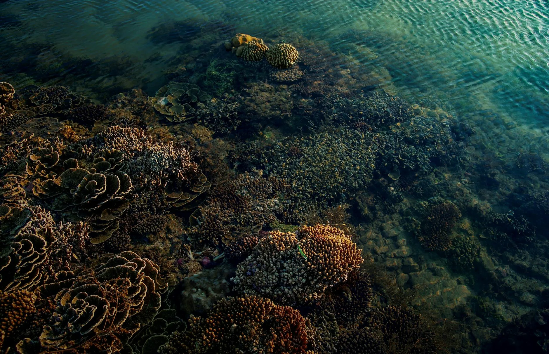 L'atoll Mnemba : la perle des plongeurs