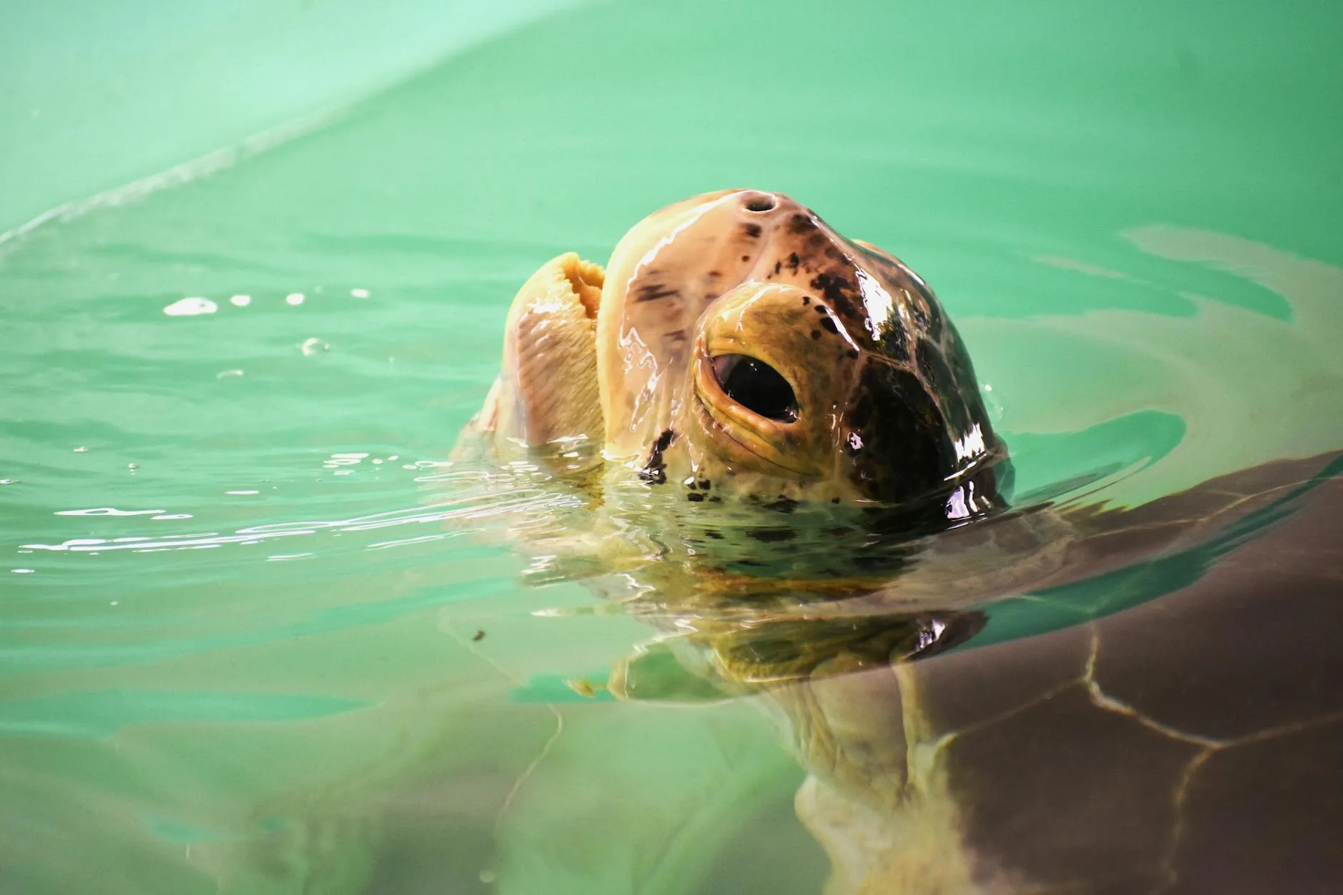 Le sanctuaire de tortues de Nungwi